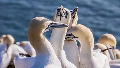 kaiyun-蔚山现代外援发挥决定性作用，蔚山现代外援身价