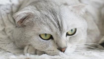 kaiyun.com-西班牙人击败赫塔菲，结束连败势头，西班牙人vs希洪竞技全场